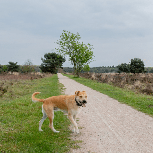 Wandelen met de hond bij ’t Harde, met de Veluwe en het buitengebied op korte afstand.
